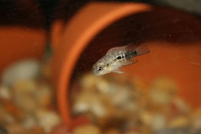 Aquatic Foods Inc. Nano Fry Powder, 55% Protein Vitamin Rich Floating/Slow Sinking Powdered Fry Growth Food for All Tropical Fish, Baby Cichlids, Bettas, Tetras, Guppies...3.3oz Squeeze Bottle