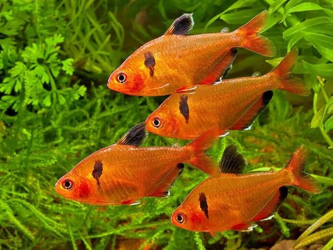 Aquatic Foods Inc. 1mm - 1/32, 35% Protein Economy Floating Pellets for All Community Fish, Tetras, Guppies, Angel Fish, Cichlids, Goldfish. All Tropical Fish - WL…1/4-lb Foil Pouch Bag