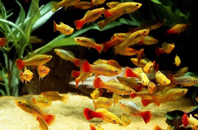 Aquatic Foods Inc. Our Original Blackworm and Color Enhancing Tropical Community Fish 1mm High Protein Sinking Pellet Mix of Blackworm and Color Enhancing Pellets…5oz Squeeze Bottle