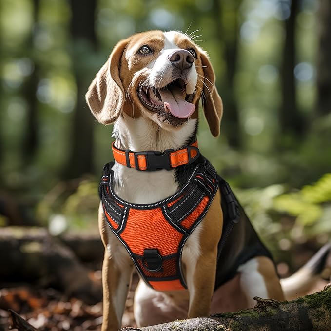 Joytale Reflective Dog Collar, Soft Neoprene Padded, Metal D-Ring, Nylon Pet Collar Adjustable for Large Dogs, Orange, L