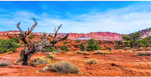 AWERT 36x20 inches Reptile Habitat Background Blue Sky Oasis Orange Desert Terrarium Background