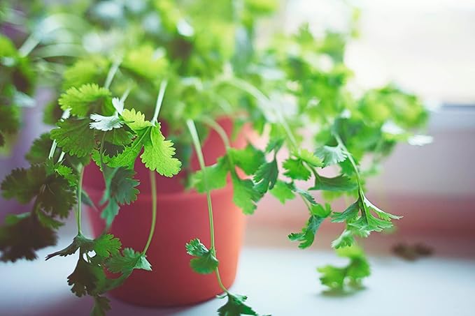 Gardenera Cilantro Plant Potting Mix - Unlock Rich Growth and Flavorful Leaves with Our High-Performance Formula - 20 Quart