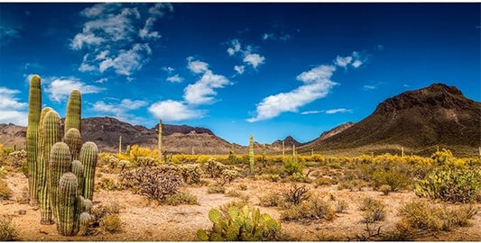 AWERT 36x20 inches Reptile Habitat Background Blue Sky Oasis Cactus Desert Terrarium Background Vinyl