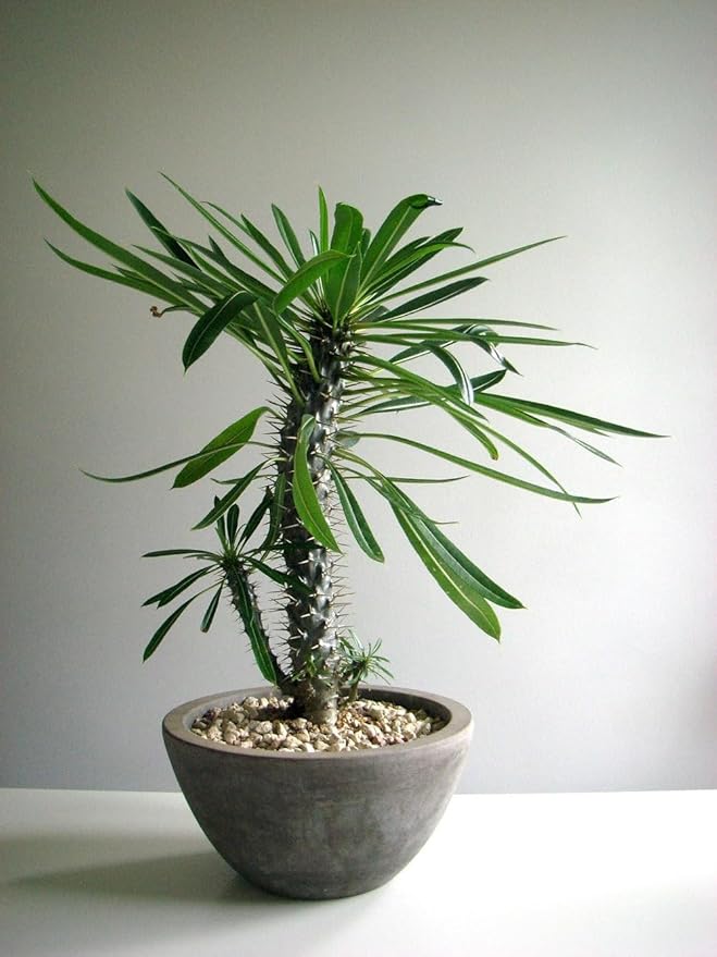 Gardenera Premium Madagascar Palm Potting Mix - Crafted for Thriving Growth and Unique Elegance - 1 Quart