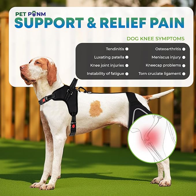 Petpanm- Adjustable Dog Knee Brace- Right Hind Leg with Integreted Harness- Premium Support for Torn ACL, Sprains & Strains Recovery, Enhances Mobility, Comfortable Neoprene. (XSmall)
