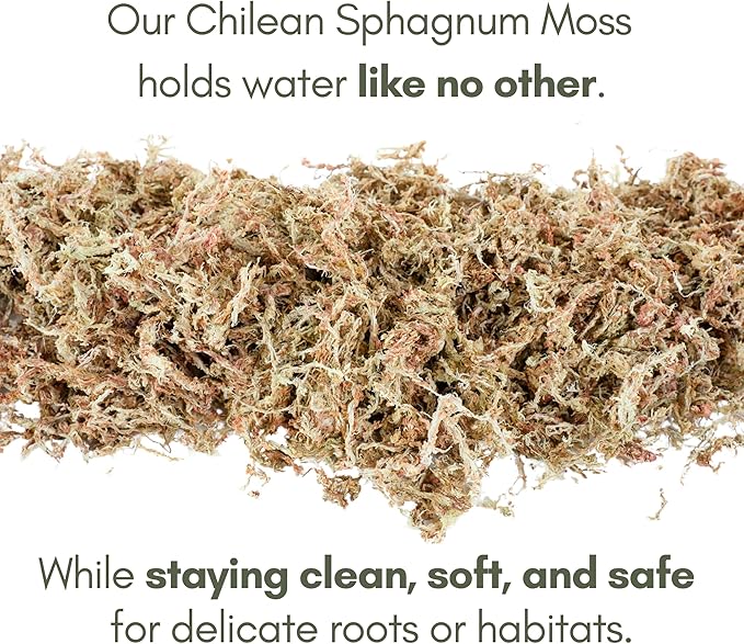 Mossify Premium Sphagnum Moss for Plants 500g, 1.1 lbs – Long Fiber Moss for Plants Indoor, Orchids, Terrariums, Gardening, Reptiles – Moisture Plant Moss for Propagation, Soil & Habitat Bedding