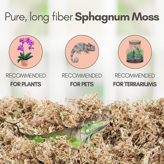 Mossify Premium Sphagnum Moss for Plants 500g, 1.1 lbs – Long Fiber Moss for Plants Indoor, Orchids, Terrariums, Gardening, Reptiles – Moisture Plant Moss for Propagation, Soil & Habitat Bedding