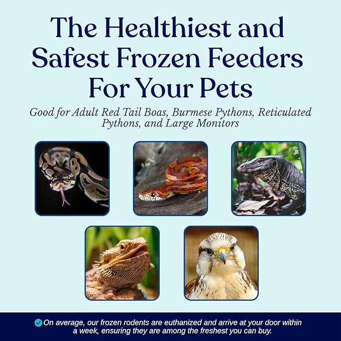 MiceDirect EST. 2003 30 Frozen Large Feeders Snake Food for Adult Red Tail Boas (8-9 in)(5250 Grams Min)
