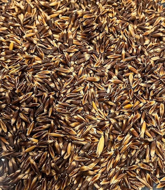 Bunny Honey Premium Organic Oat Seeds for Nutritious Feed and Vibrant Oat Growth - 100lb